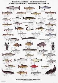 pin by amanda thomas on natures table in 2019 fish chart