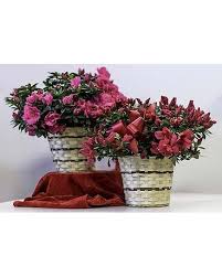 Most importantly, we offer all of our delicious, quality products at the very best prices. Azalea Plants In West Des Moines Ia Nielsen Flower Shop Inc
