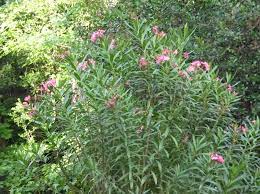 Some of our flowering vine selections attract hummingbirds and butterflies while others add sensory appeal and fragrance to a sitting area or create a dramatic focal point in a. Savannah This Is Oleander The Tall Bushes Seen On The Way To Tybee Island Ga In Pink White And Fuchsia Tall Bushes Garden And Yard Tybee Island