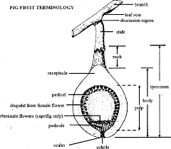 Horticulture is the study of the art. Pdf Wwi Wwi The Fig Botany Horticulture And Breeding Semantic Scholar