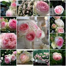 The Beautiful Eden Rose Rosen Garten Blumenbilder