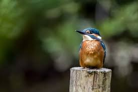 Nikon Z50 Long-Term Wildlife Photography Review (2024)
