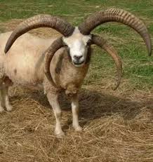 Fotograf Sheep Komik Hayvanlar Memeliler Evcil Hayvanlar