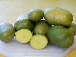 This is due to formation of chlorophyll (which is found in all green plants), however the green colour is a useful indicator that levels of certain toxins that are harmful to humans, known as glycoalkaloids, may be increased. Green Potatoes Are Poisonous According To A Research Elite Readers