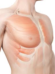 Find out more about the individual muscles within the chest anatomy by clicking their respective links throughout this page. Human Chest Muscles Photograph By Sebastian Kaulitzki