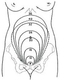 Antenatal Care Module 7 Physiological Changes During