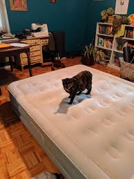 Need To Find A Leak In Your Air Mattress Use A Cat She Found 2 Tiny Air Leaks In 2 Days Zora Is Crazy But Smart Cats Air Leaks Cat S