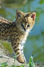 The serval is native to africa, where it is widely distributed south of the sahara. Serval Kitten Serval Kitten Cute Animals Animals Beautiful