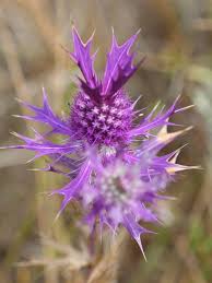 Maybe you would like to learn more about one of these? This Pretty Prickly Is Leavenworth S Eryngo Also Known As False Purple This Lady Bird Johnson Wildflower Center Wild Flowers The University Of Texas At Austin