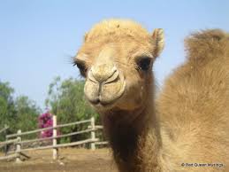 The average lifespan for a camel is from 40 to 50 years. The Camel Park Tenerife Tenerife Blogs It S All A Matter Of Perspective