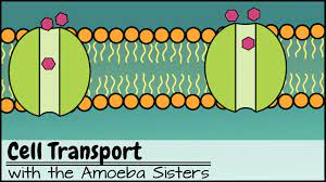 Cell Transport Membranes Like To Move It Move It Cell Transport Biology Classroom Life Science Lessons