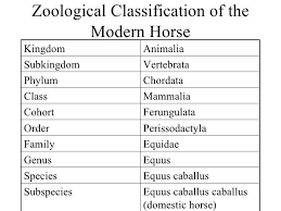 Pin By Cindy Goldade On Horse Equine Studies Evolution Perissodactyla Kingdom Animalia