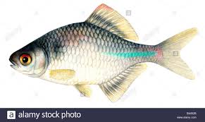 European Bitterling Rhodeus Amarus Rhodeus Sericeus Amarus Male Drawing Ba002b Jpg 1300 776 Guy Drawing Fish Art Drawings