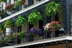 9 flores colgantes para balcón o terraza. 40 Ideas De Plantas Para Decorar Tu Balcon Plantas Para Decorar Plantas Jardines