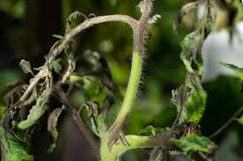 Image result for tomato seedling early blight