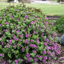 Image result for Polygala