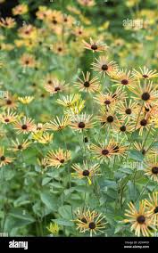 Image result for Renealmia susanneae-katziae