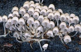 Image result for Coprinus sp.