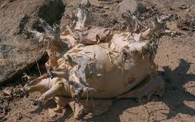 Image result for Cyphostemma subciliatum