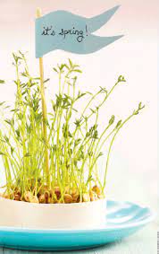 Poppytalk Weekend Project Sprouting Lentils Weekend Projects Lentils Spring