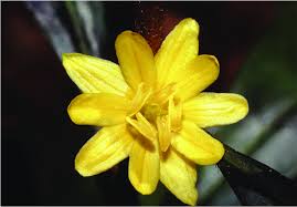 Image result for Viridivia suberosa