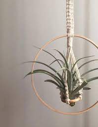Decorating With Air Plants Air Plant Displays And Terrarium My Tasteful Space Diy Plant Hanger Diy Macrame Plant Hanger Plant Hanger