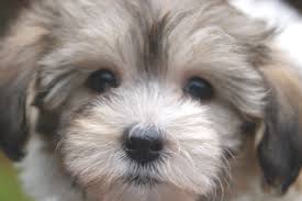 Havanese Puppies for Sale in Vermont - Royal Flush Havanese