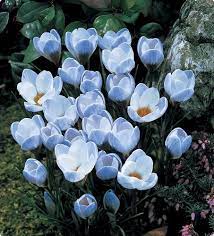 Pin On Angiosperms