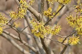 Image result for Hamamelidaceae