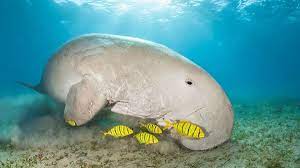 Dugong hunting in australia is not prohibited; Dugong Great Barrier Reef Foundation Great Barrier Reef Foundation