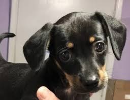 Dogs hang on beech tree half circle details (10 in diameter). Wkrg Pet Of The Week Spoiled Little Dachshund Puppy Taz