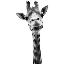 Muursticker Giraffe Zwart Wit Van Studio Bluebird Zwart Wit Olifant Behang Foto Zwart Wit
