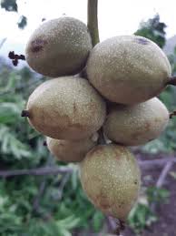 Image result for Juglandaceae