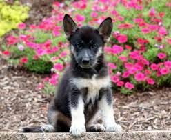 Puppy Finder Find Buy A Dog Today By Using Our Petfinder Puppy Finder Newborn Puppies Buy A Dog