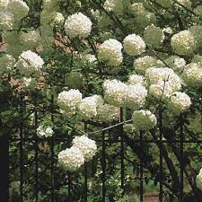 Witch hazel is known for the profuse blooms on its bare branches in late winter or early spring. Chinese Snowball Viburnum Finegardening