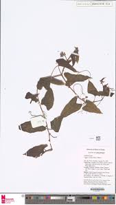 Image result for Anisosepalum alboviolaceum