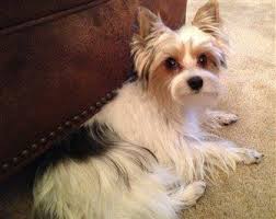 Image result for white yorkshire terrier
