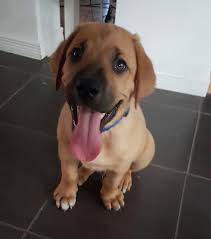 They can range from the smallest female german shepherd to the largest male mastiff. German Shepherd French Mastiff Mix Dog Breed Information Mastiff Mix French Mastiff Dog Breeds