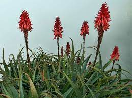 Happiness delivered · responsibly sourced · no hidden fees 40 Best Tropical Flowers You Should Know With Pictures Florgeous