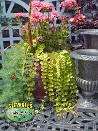 Golden creeping jenny golden creeping jenny is must have plant for every gardener! Stepables Com Plants That Tolerate Foot Traffic