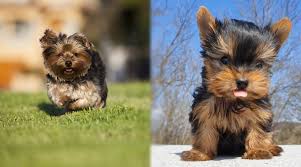 Teacup yorkies are not inexpensive either. Silky Terrier Vs Yorkshire Terrier Differences And Similarities