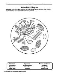 It is a phospholipid bilayer surrounding the entire cell with cytoplasm and the organelles in the cell cytoplasm. Plant And Animal Cell Labeling Diagrams By A Thom Ic Science Tpt