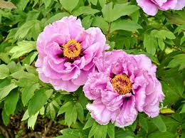 May 08, 2009 · the first tree peonies were introduced into britain in the 18th century and more were collected from china and japan by the celebrated victorian botanist robert fortune between 1843 and 1862. My Blooming Tree Peonies The Martha Stewart Blog