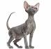 Available Peterbald Kittens For Sale & Cats For Adoption