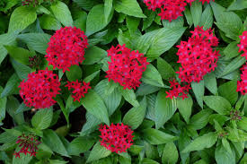 Image result for Pentarrhinum