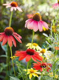 14 Tough But Pretty Perennials That Will Breeze Through Harsh Winters Winter Plants Hardy Perennials Perennials