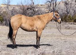 Many people think this is a desirable and attractive colour on horses. Buckskin Firewaterontherocks Granddaughter For Sale Aus Ranch Performance Horses