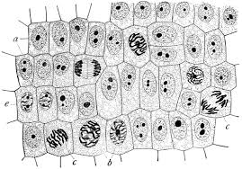 Tap buttons to learn about plant cells, animal cells, and specialized 2. Cell Biology Wikipedia