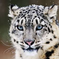 Hundreds Of Snow Leopards Being Killed Every Year Report Warns Wildlife The Guardian Free for commercial use no attribution required high quality images. hundreds of snow leopards being killed