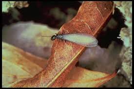 The two main types of san antonio termites you most likely would find in your house are subterranean termites and drywood termites. Termite
